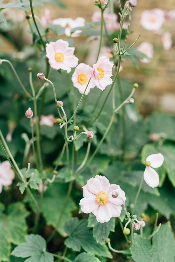 Beautiful Japanese anemone flowers blooming in nature