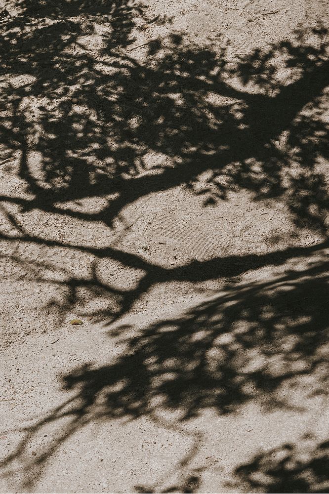 Tree shadow on a dirt road