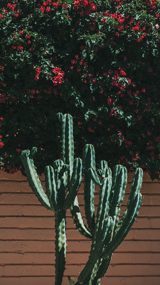 Cacti growing by a brick wall mobile screen wallpaper