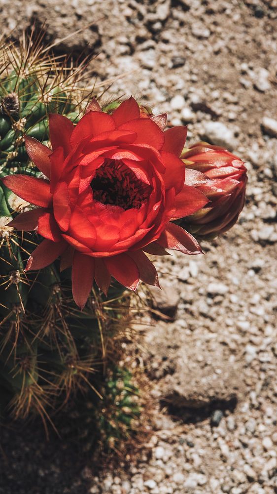 Closeup of blooming red flower of cactus mobile screen wallpaper