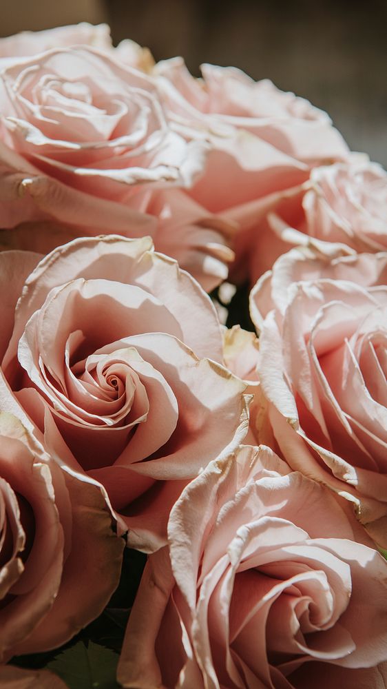 Aesthetic rose iPhone wallpaper, closeup of a pink bouquet