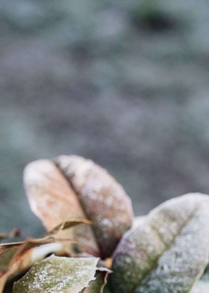 Frozen leaves in winter weather