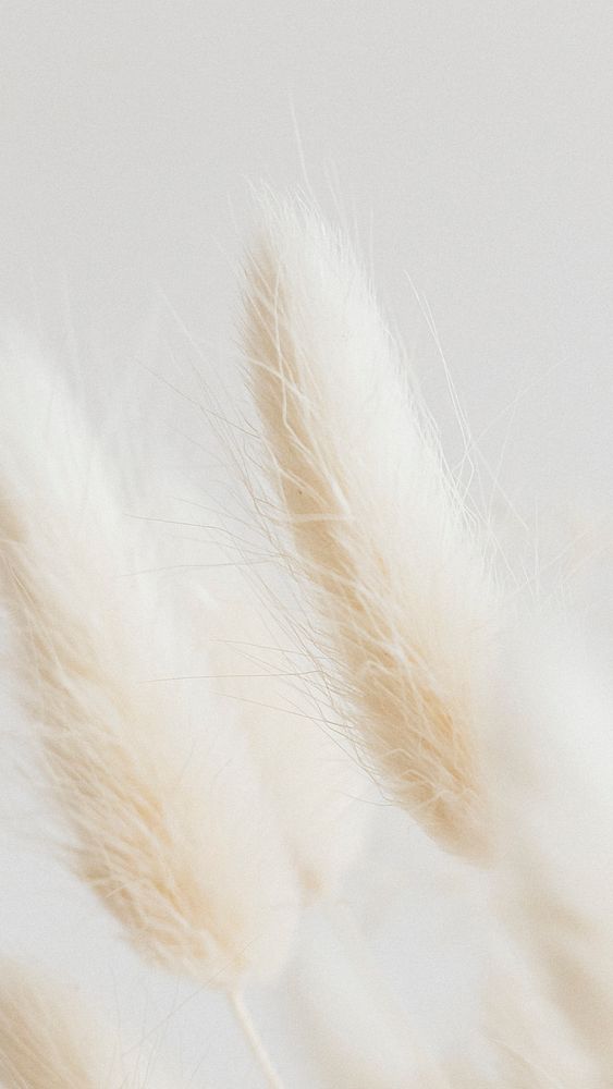 Dried Bunny Tail grass on a light background
