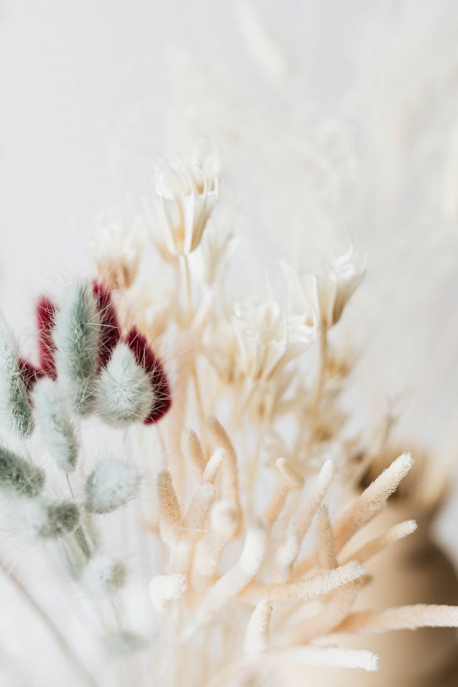 Dried Bunny Tail grass background