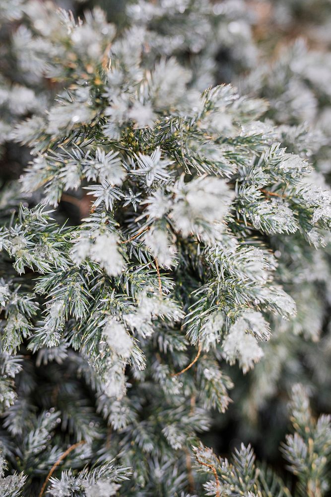 Frozen pine branches background