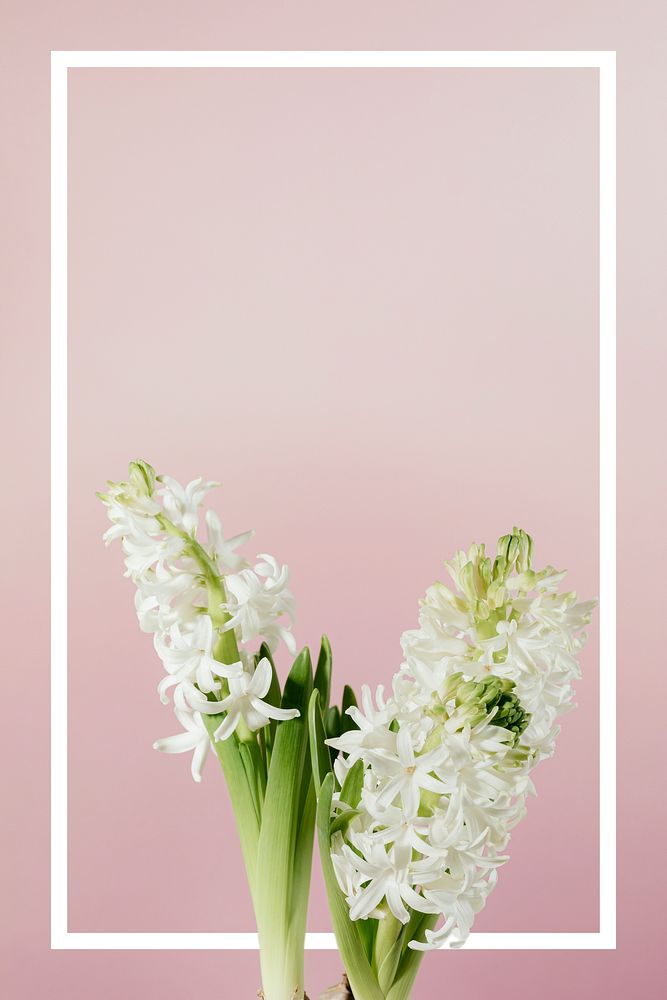 Rectangle frame on white hyacinth flower isolated on pink background