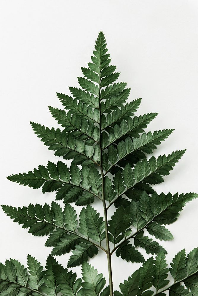 Fresh green leatherleaf fern isolated on an off white background