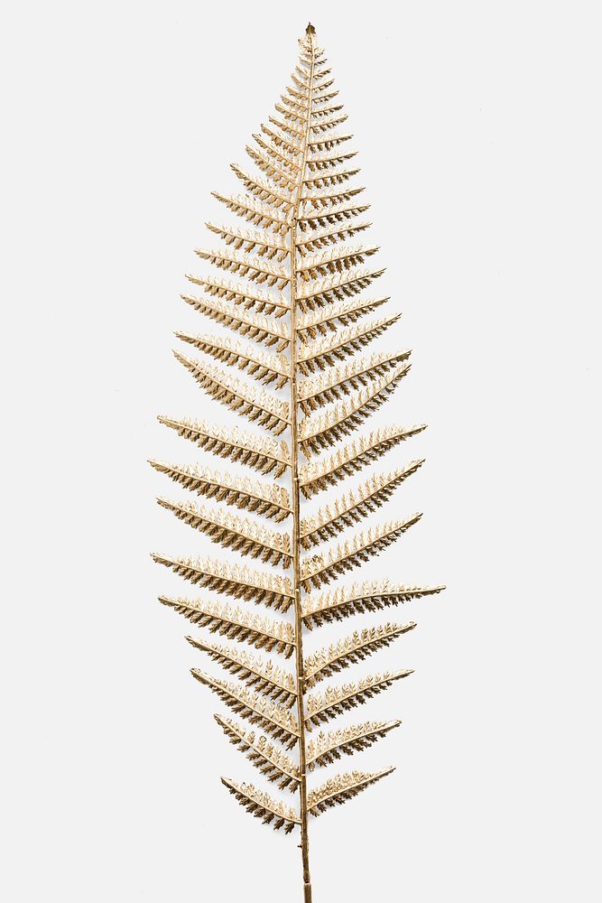 Golden leatherleaf fern plant mockup on an off white background