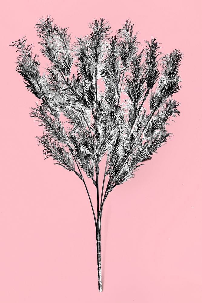Artificial silver fern leaves on a pink background