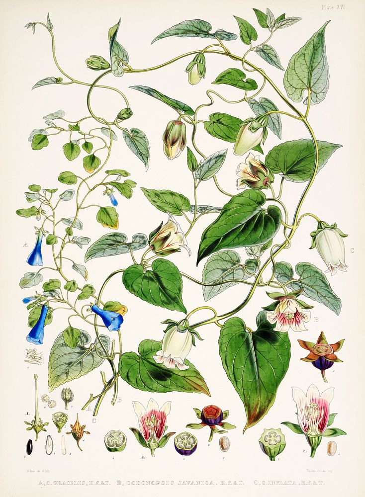 Indian tobacco (Lobelia inflata) from Illustrations of Himalayan plants (1855) by W. H. (Walter Hood) Fitch (1817-1892).