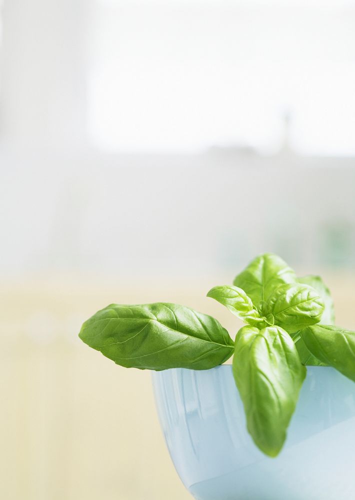 Young Basil Plants In Flower Pot