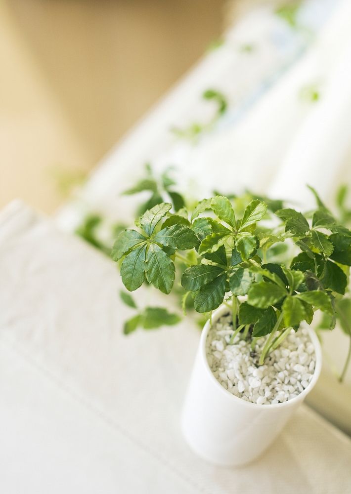 Plants In Modern Pot On White Table