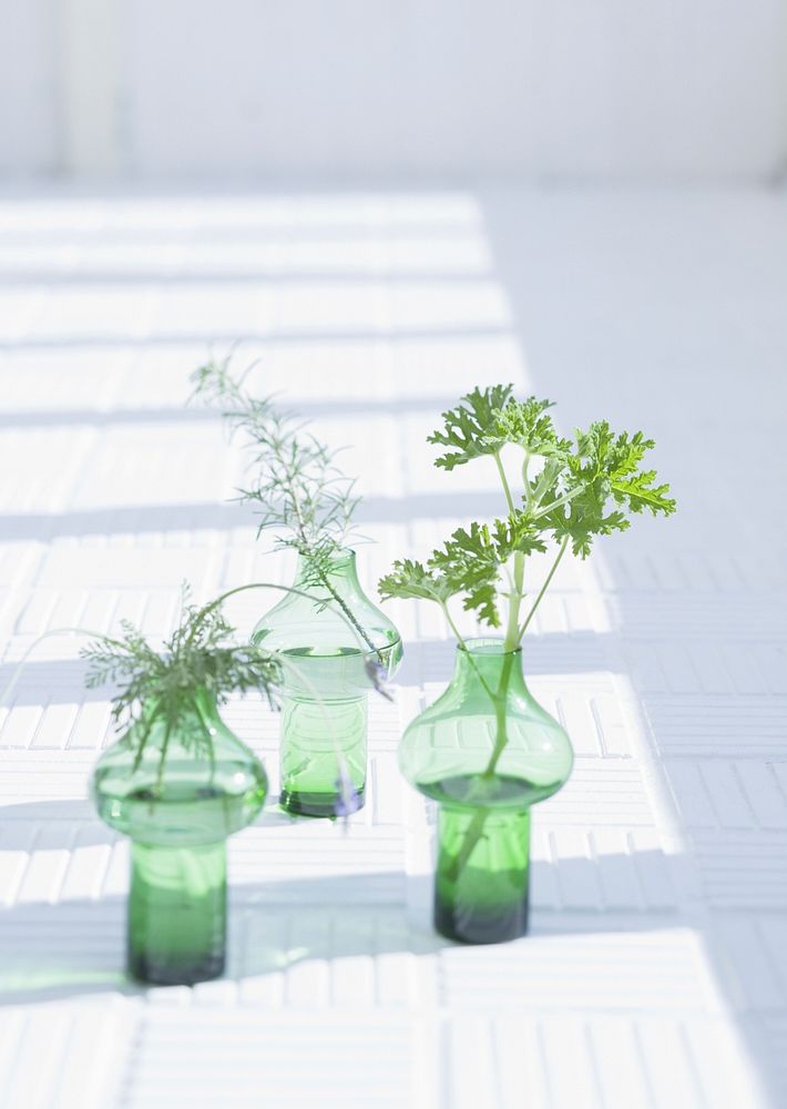 Three Green Herb Leaves In Glass Under Windows