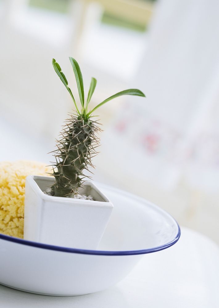 Cactus Succulent Pot In Dish On White Table
