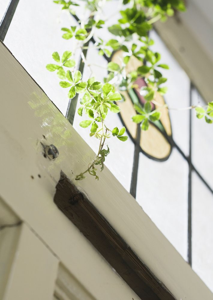 Window Decorated With Green Leaves
