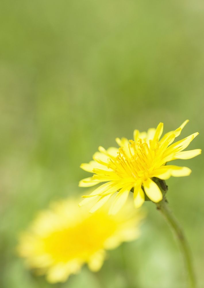 Sideview Of A Yellow Daisy With A Green Grass Background