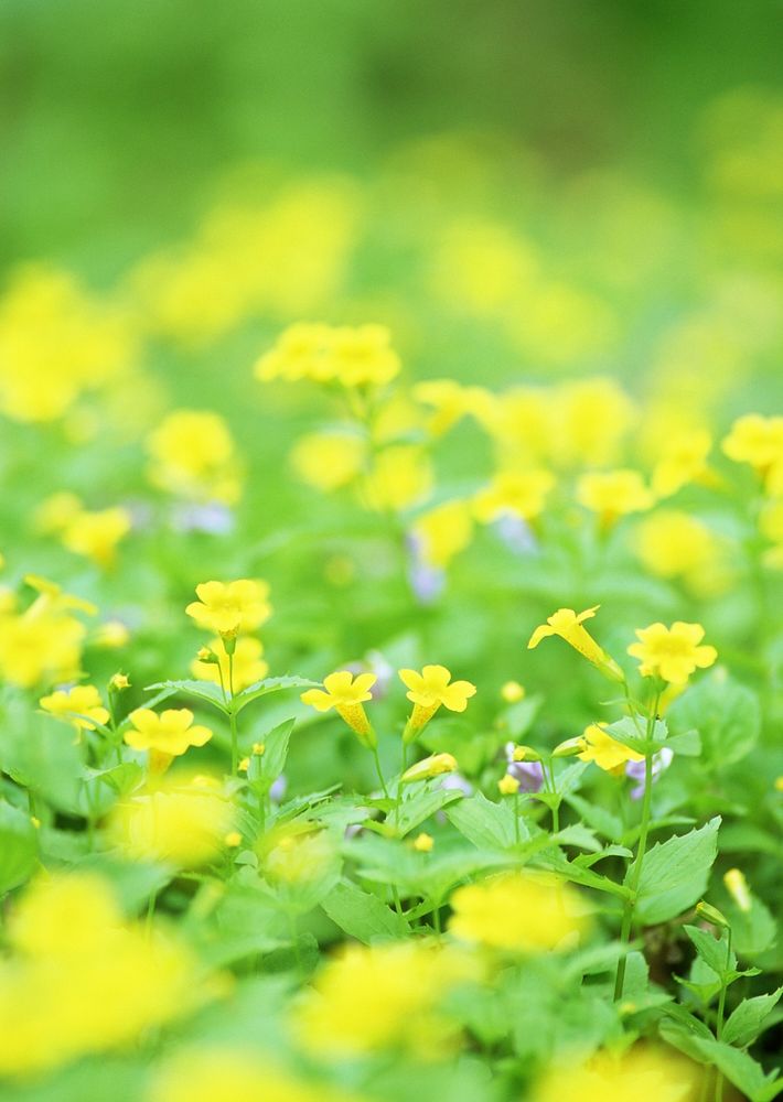 Close View Of An Overgrown Field Filled With Yellow Wildflowers