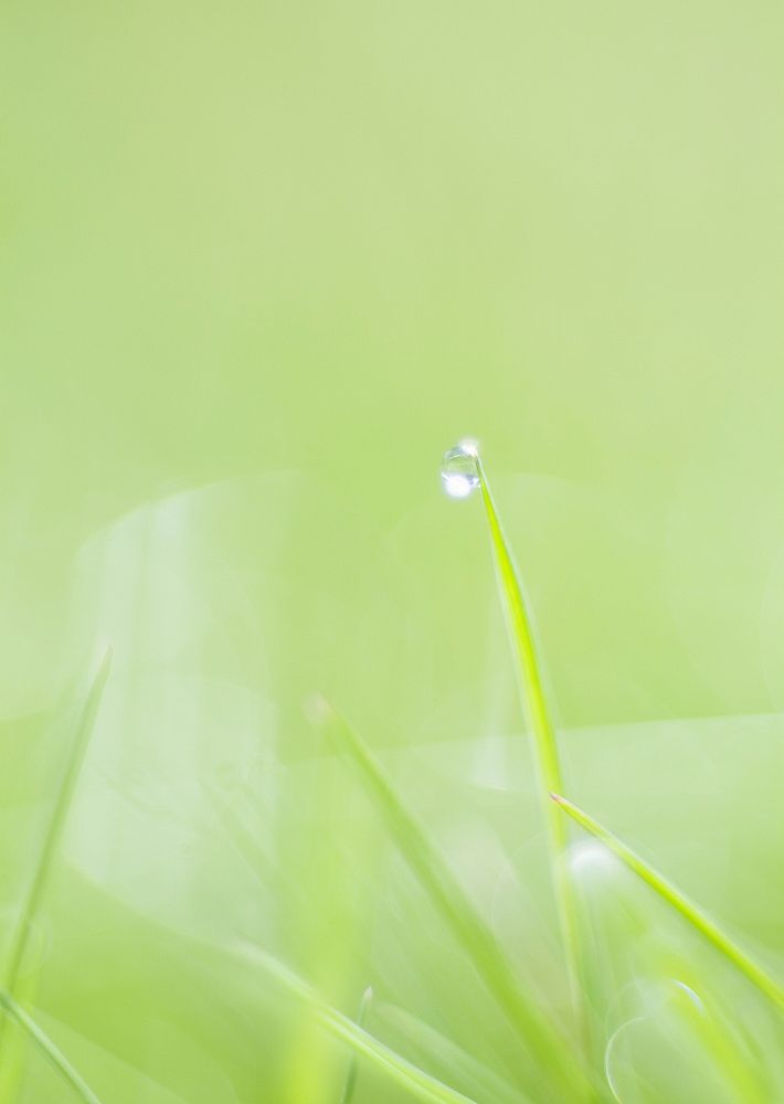 Water Drops On The Green Nature Background