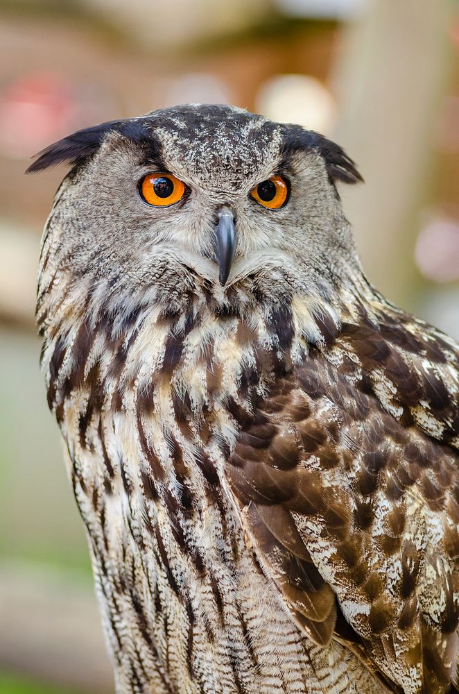 Free eagle owl image, public domain CC0 photo.