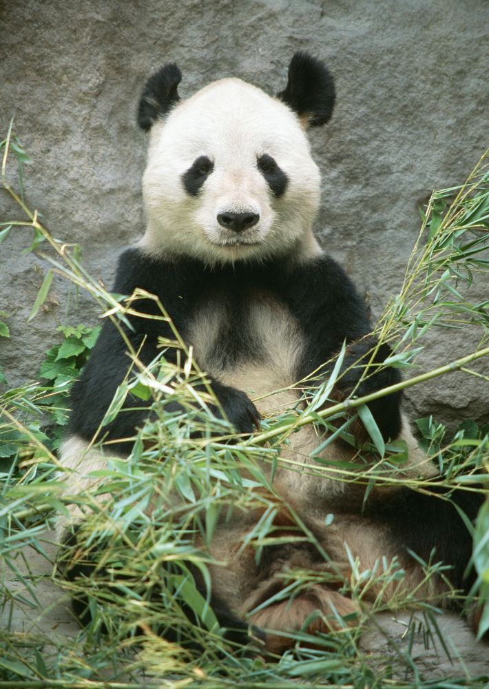 Giant Panda Bear In Bamboo