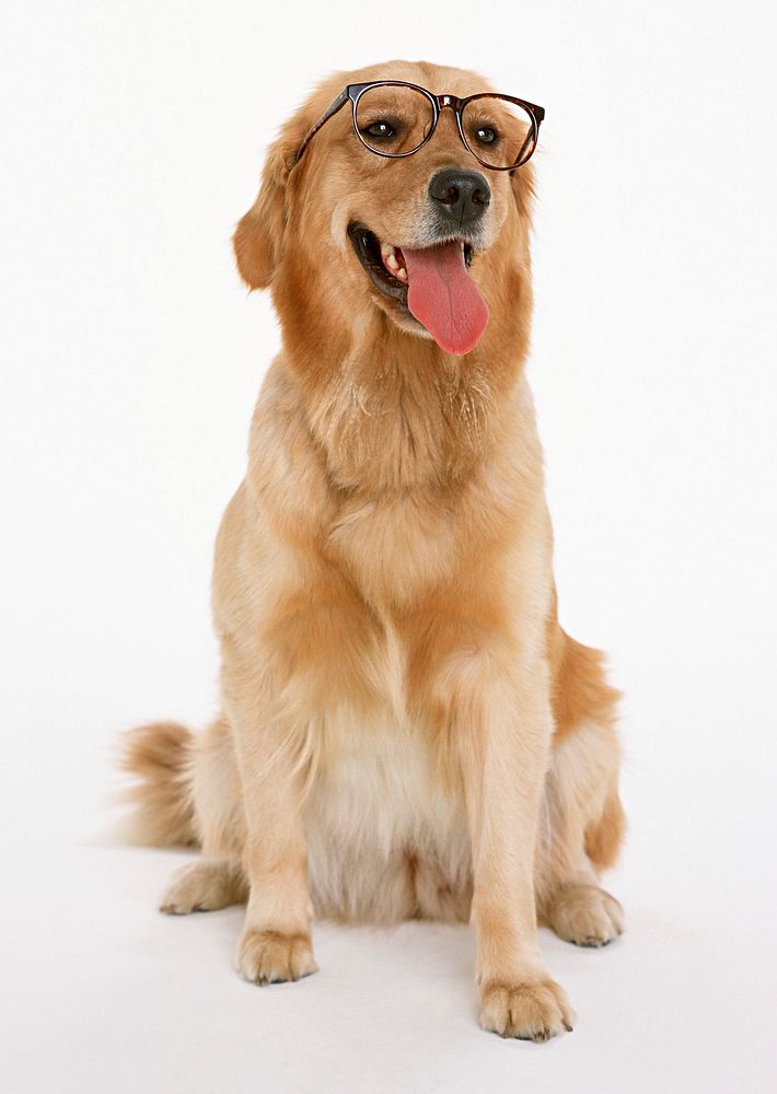 Free golden retriever dog wearing glasses image, public domain animal CC0 photo.