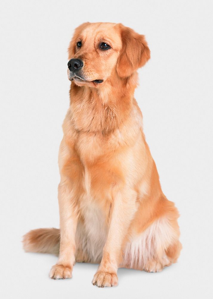 Golden retriever sitting, dog in white background
