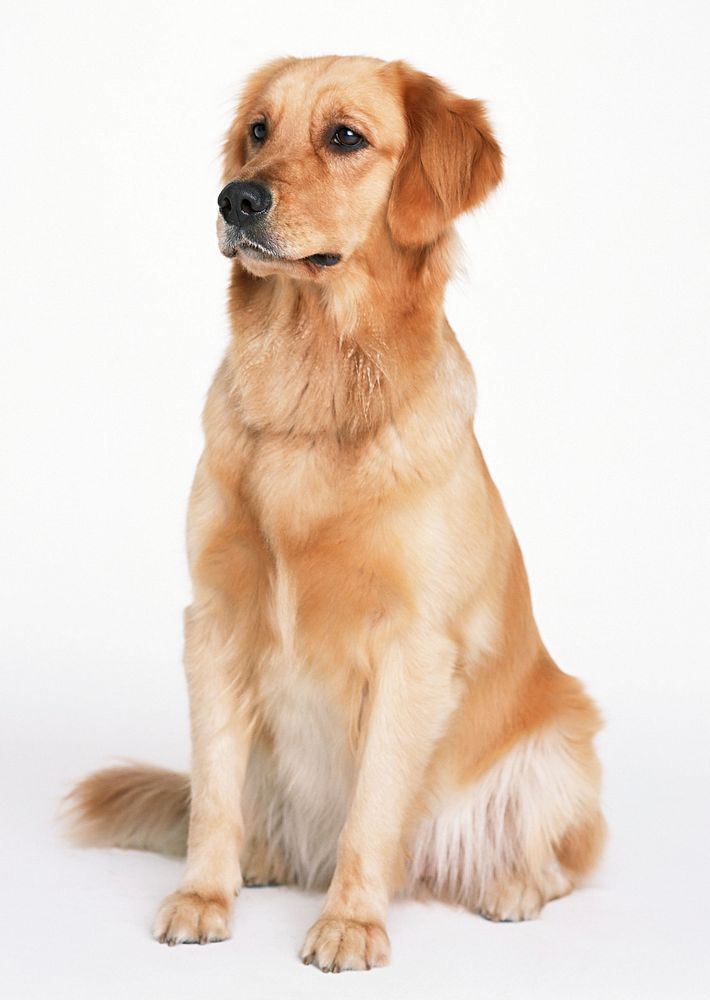 Free golden retriever dog image, public domain animal CC0 photo.