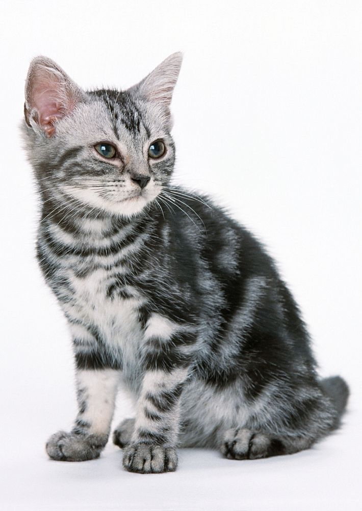Free cute british shorthait kitten image, public domain CC0 photo.