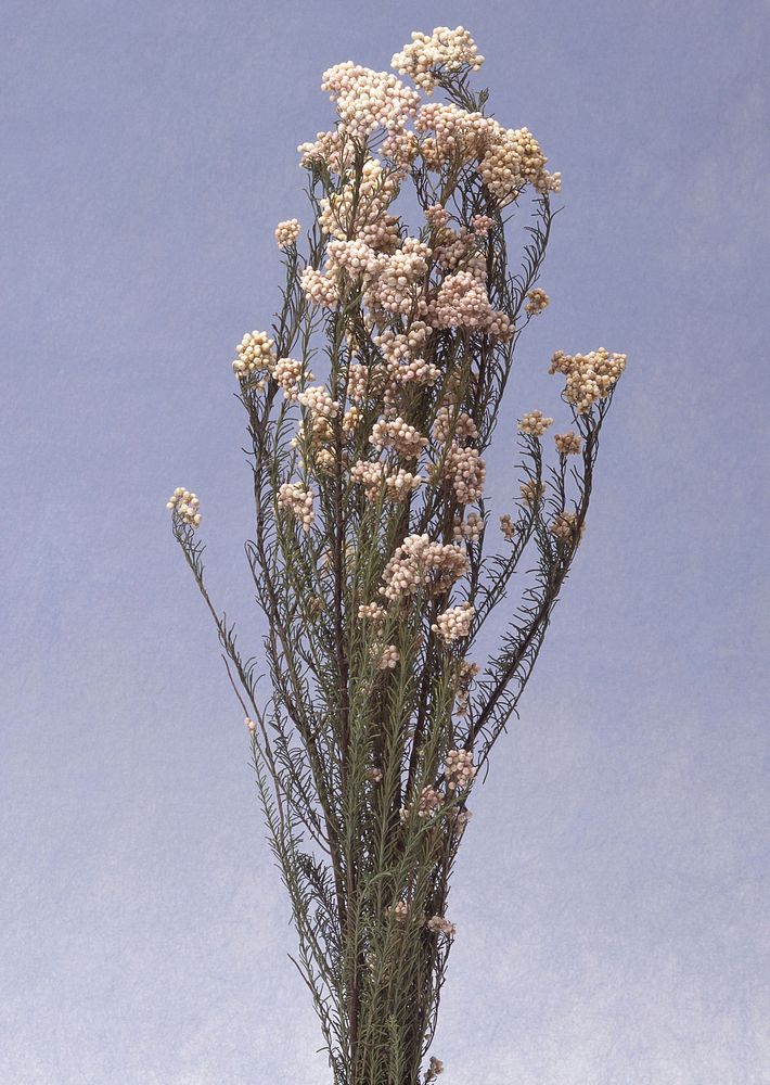 Free dried flower image, public domain decoration CC0 photo.