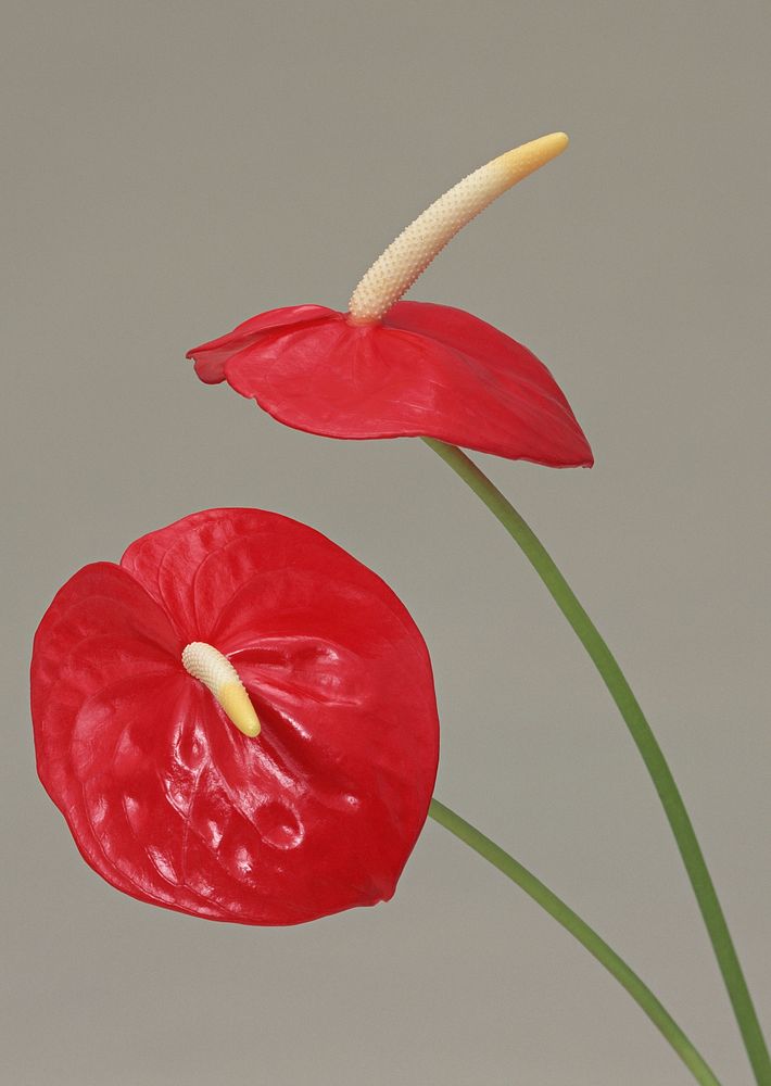 Free red anthurium image, public domain flower CC0 photo.