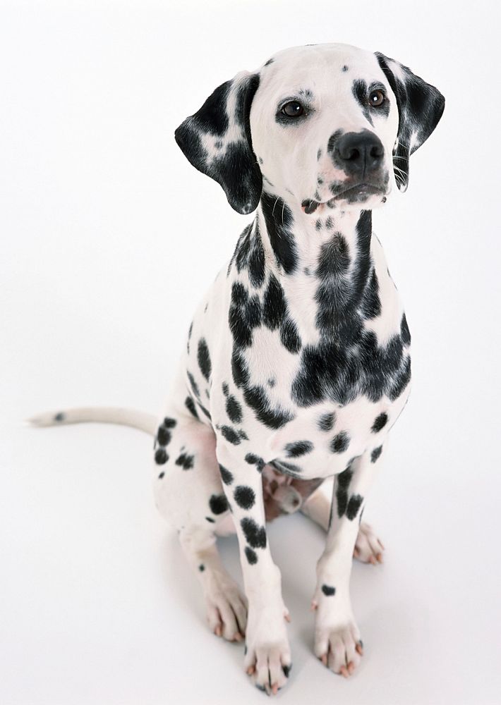 Free dalmatian dog sitting image, public domain CC0 photo.