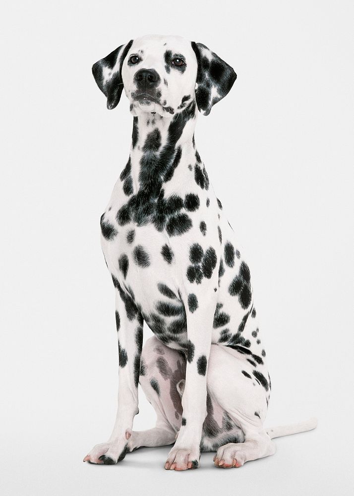 Dog sticker, Dalmatian sitting, animal psd