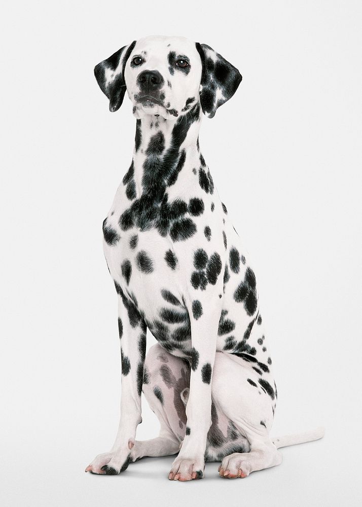 Mature Dalmatian sitting, dog white | Free Photo - rawpixel