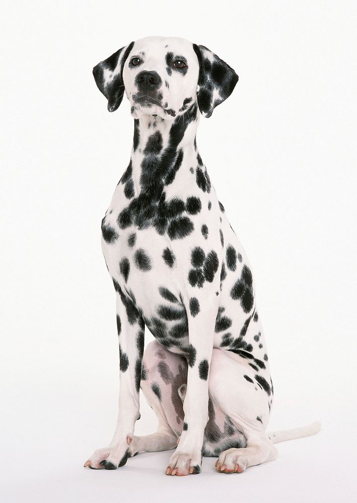 Free dalmatian dog image, public domain animal CC0 photo.