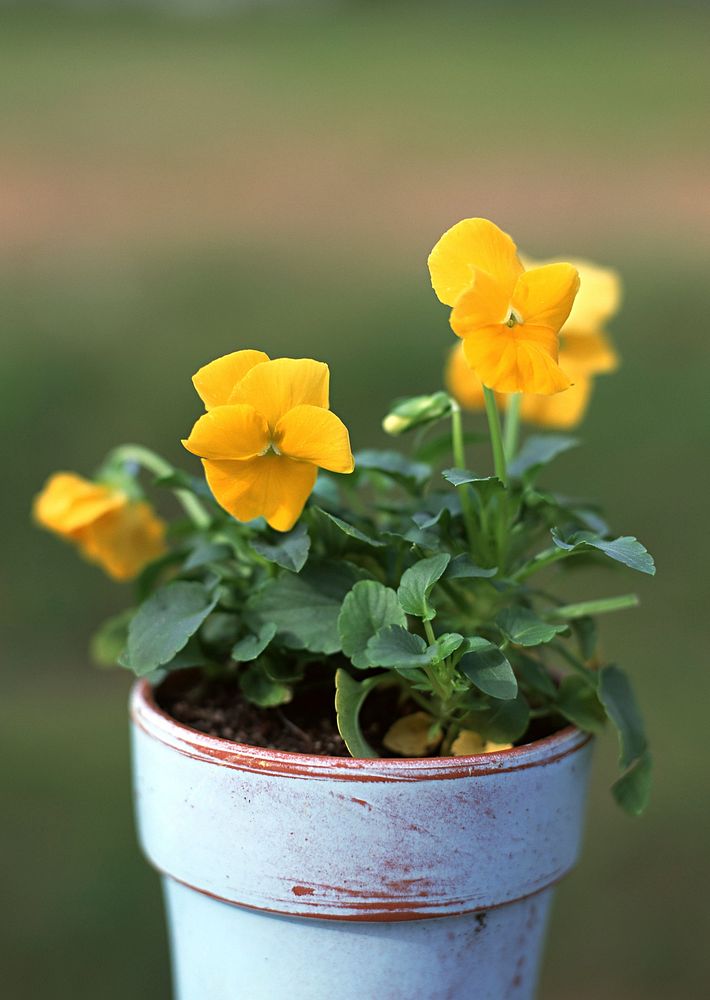 Free yellow flower image, public domain spring CC0 photo.