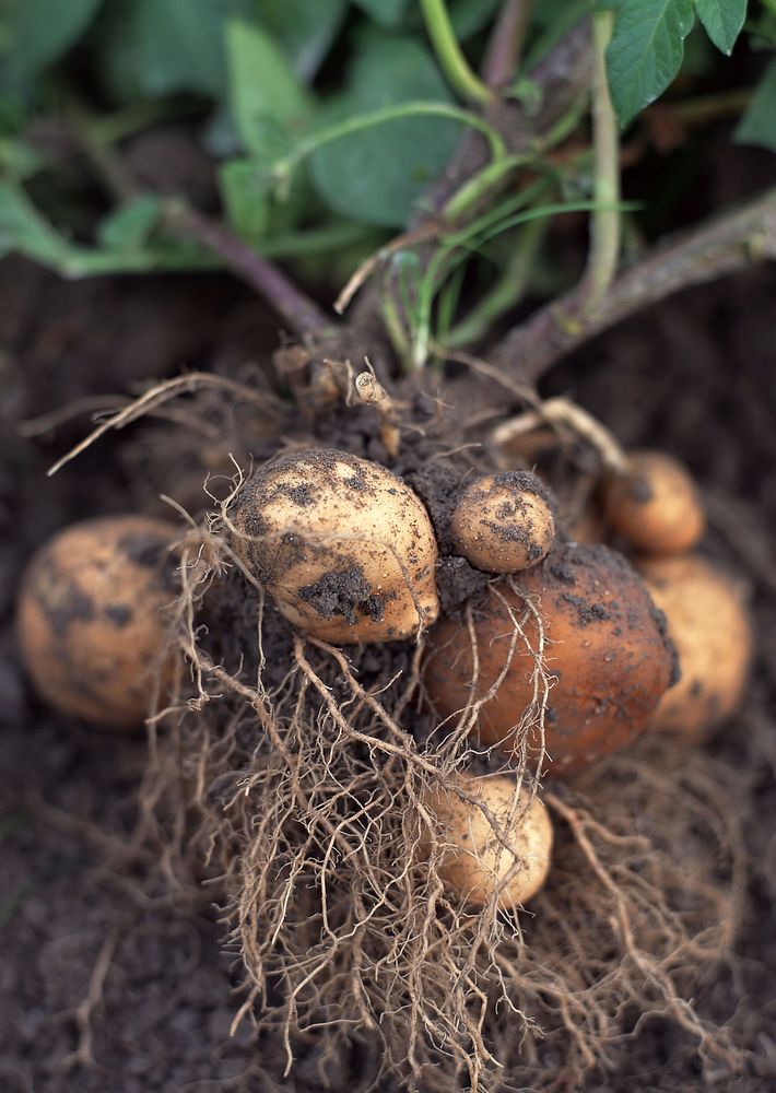 Free potato crop image, public domain food CC0 photo.