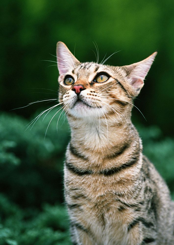 Free cute cat in the forest image, public domain CC0 photo.