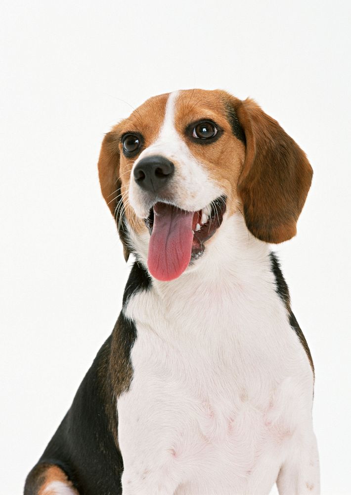 Free beagle dog image, public domain animal CC0 photo.