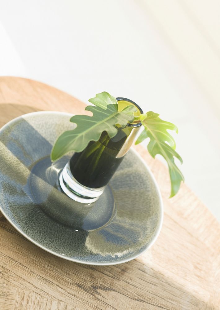 Indoor Plant In Water Glass On