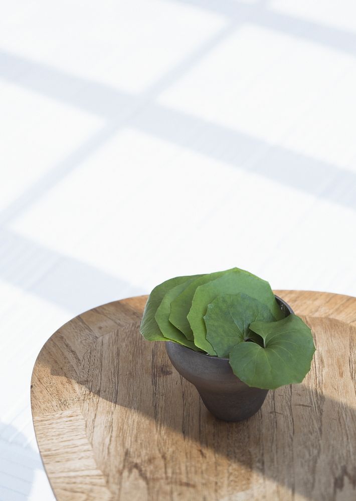 Plants In Pots Green On Wooden Table