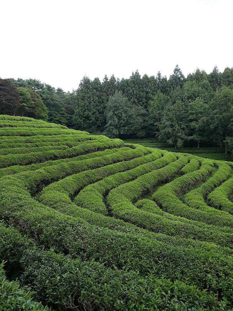 Boseong Green Tea Fields