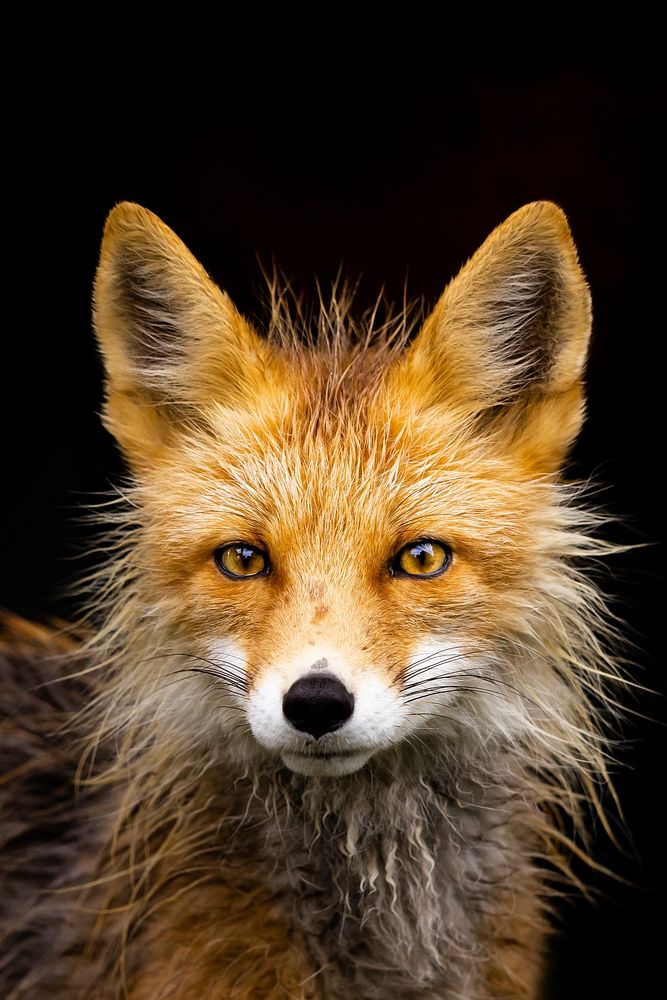 Free red fox on black background image, public domain animal CC0 photo.