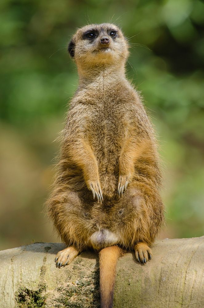 Free sitting meerkat image, public domain animal CC0 photo.