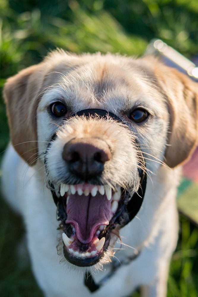 Free angry dog with muzzle image, public domain animal CC0 photo.