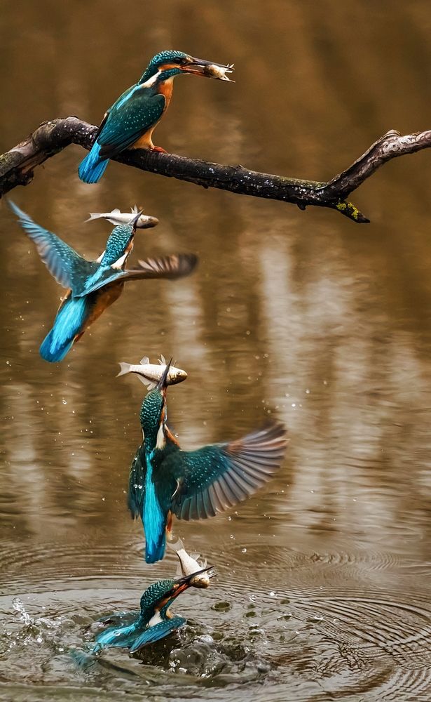 Free fishing kingfisher birds image, public domain animal CC0 photo.
