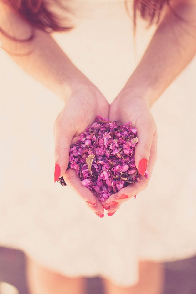 Free hand holding pink petals image, public domain flower CC0 photo.