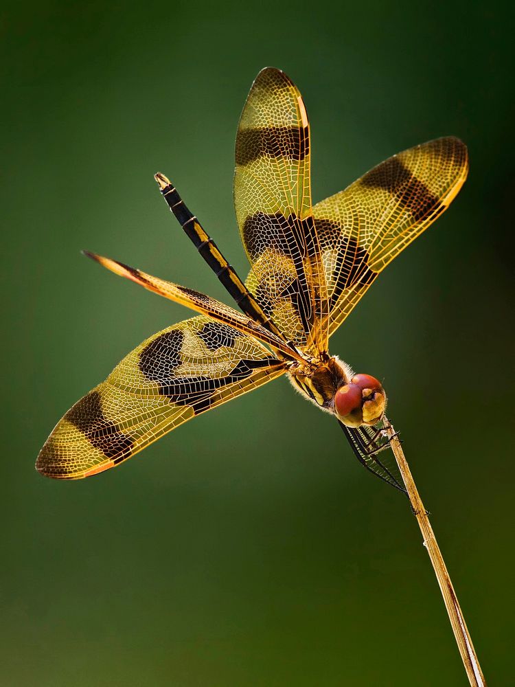 Free dragonfly close up public domain CC0 photo.