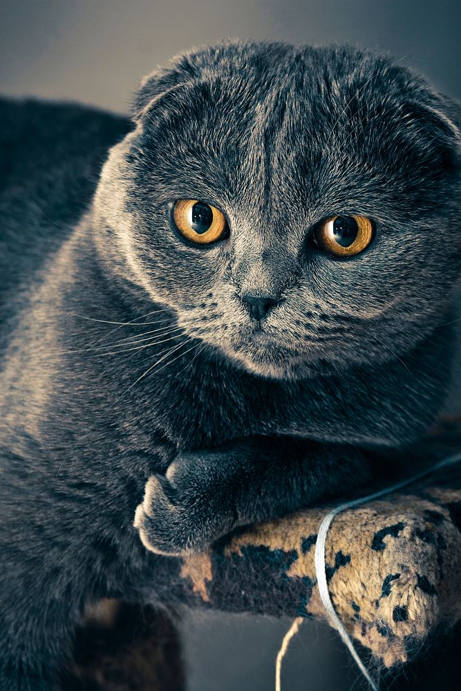 Free scottish fold cat closeup image, public domain CC0 photo.