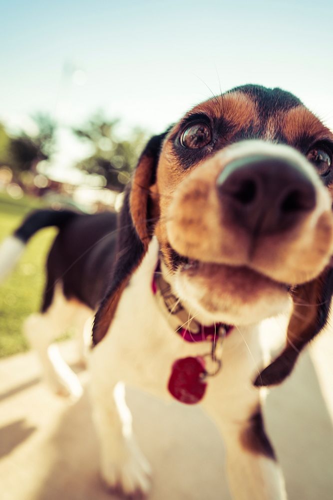 Free cute close up beagle dog's face image, public domain animal CC0 photo.