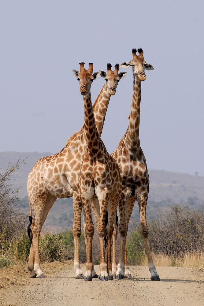 Free giraffes in the wild image, public domain CC0 photo.